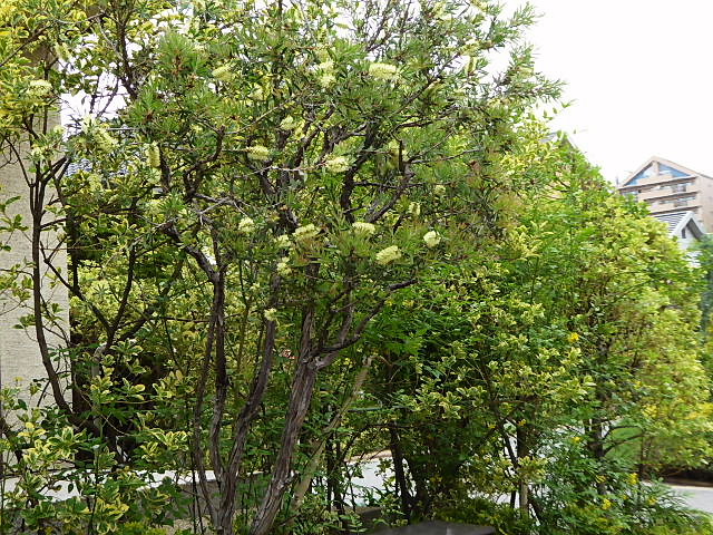 ブラシの木、万年草二種、ガーベラ、谷空木_c0051143_231746.jpg