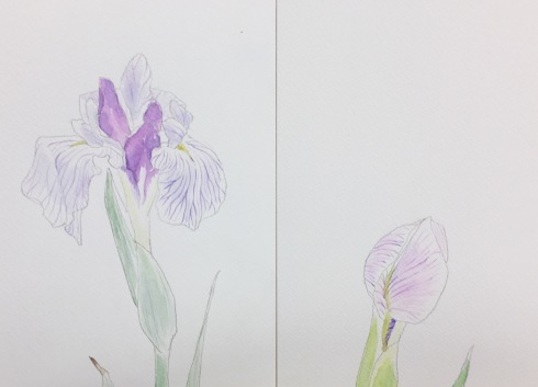 花菖蒲 一日一畫 日本画家池上紘子
