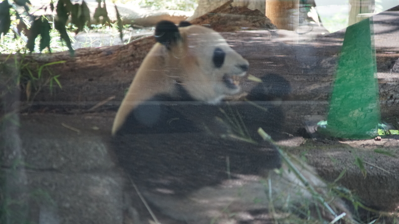 上野動物園の香香（シャンシャン）_d0353447_21225900.jpg