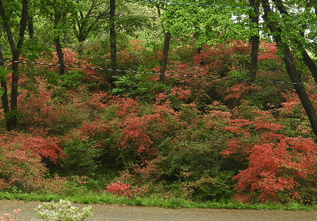 二本木峠（再び）と美の山公園_e0172950_2112726.jpg