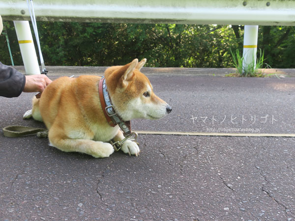 耳毛 : yamatoのひとりごと