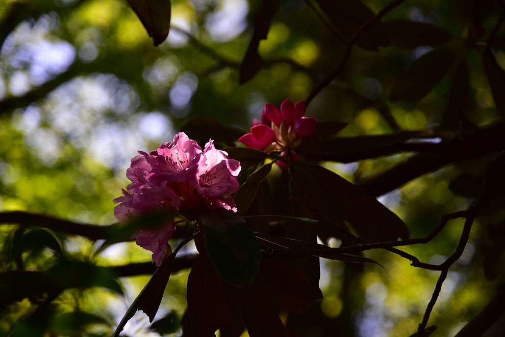 三辻山と工石山のシャクナゲ開花_b0370155_15411744.jpg