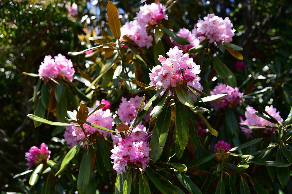 三辻山と工石山のシャクナゲ開花_b0370155_15413304.jpg