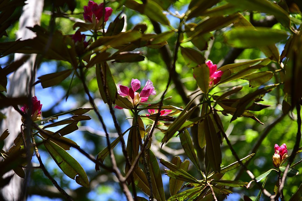 三辻山と工石山のシャクナゲ開花_b0370155_15413793.jpg