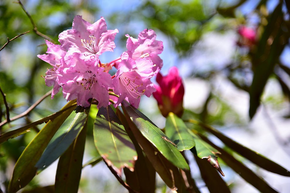 三辻山と工石山のシャクナゲ開花_b0370155_15414158.jpg