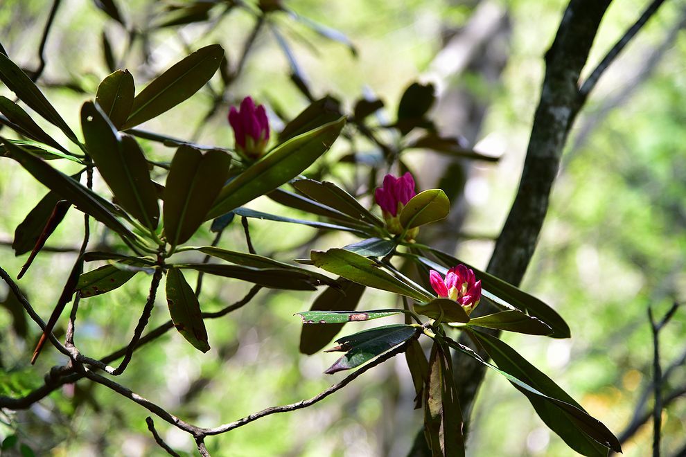 三辻山と工石山のシャクナゲ開花_b0370155_15414815.jpg