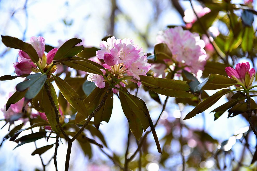 三辻山と工石山のシャクナゲ開花_b0370155_15415234.jpg