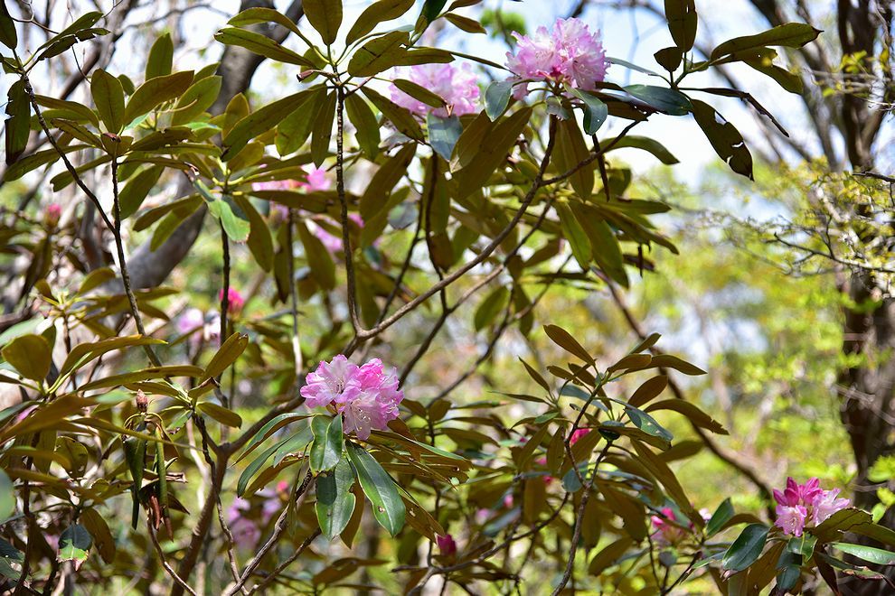 三辻山と工石山のシャクナゲ開花_b0370155_15415532.jpg