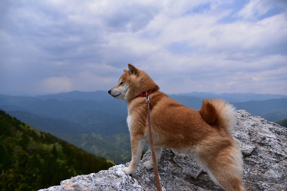 三辻山と工石山のシャクナゲ開花_b0370155_15415855.jpg