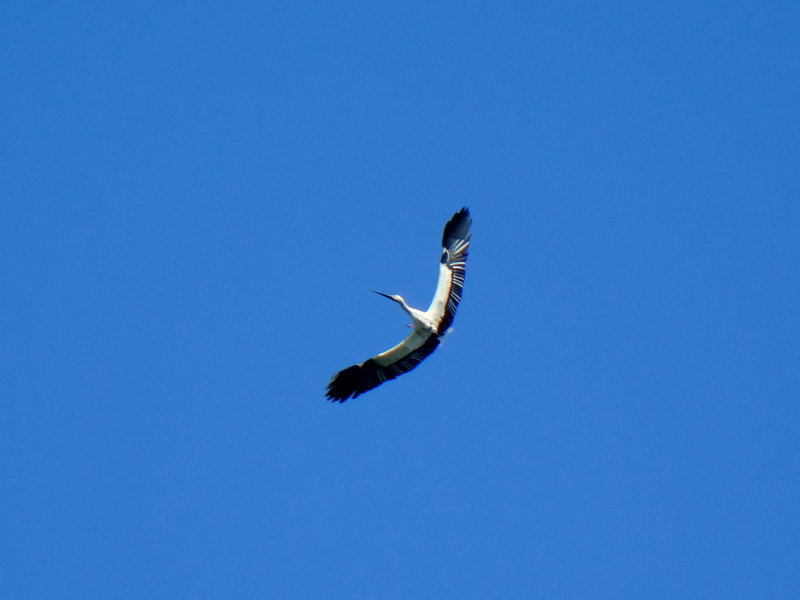 b0369164_07353777.jpg