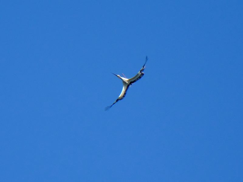 b0369164_07355404.jpg