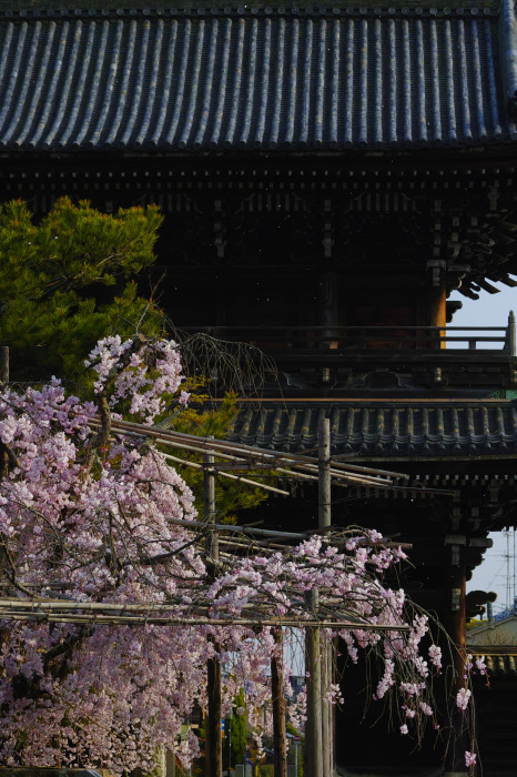  京都　桜2018清凉寺_f0021869_00105284.jpg