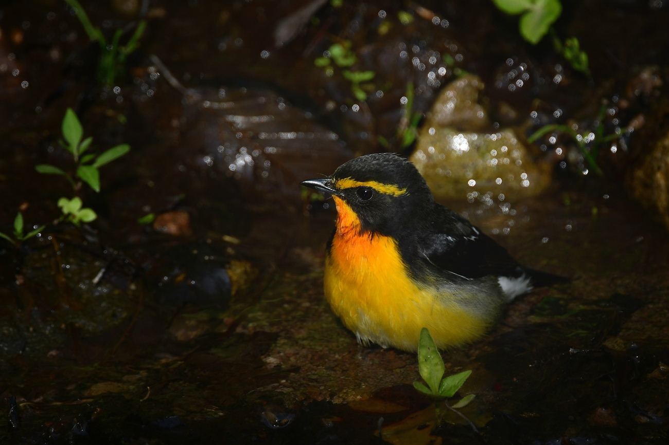 黄色い鳥さん キビタキ マヒワ_f0053272_22202571.jpg