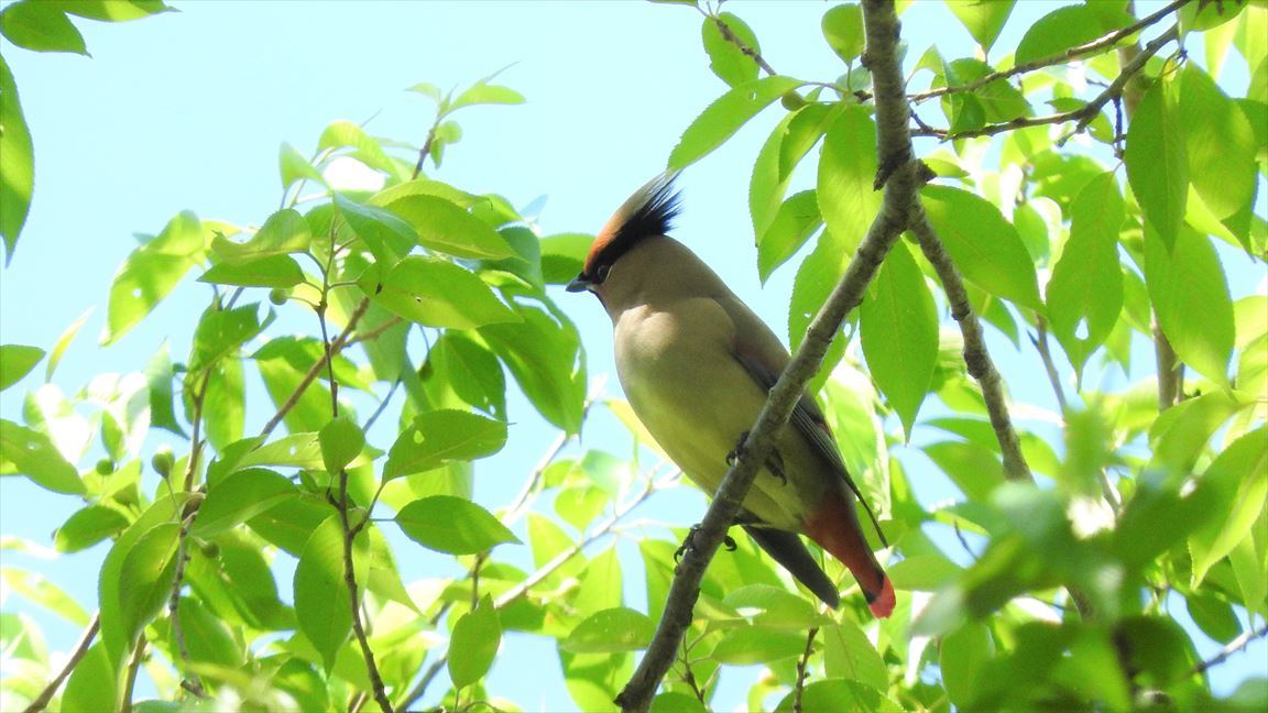 多摩森林科学園　5/4_f0373875_16063248.jpg