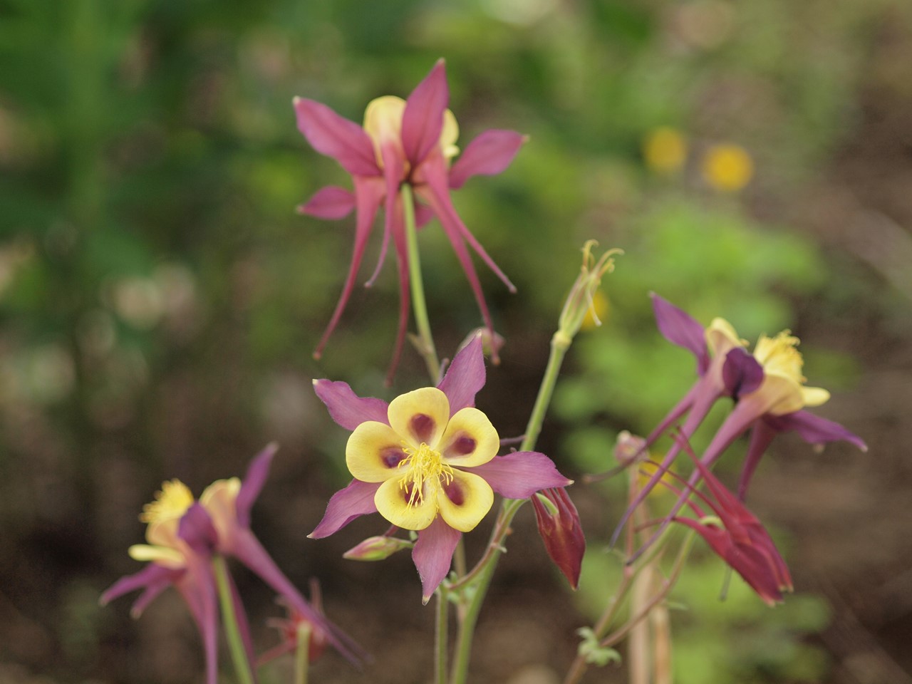 針槐 ハリエンジュ の赤花や唐種招霊 カラタネオガタマ や西洋苧環 セイヨウオダマキ の花達 自然風の自然風だより 針槐 ハリエンジュ の赤花や唐種招霊 カラタネオガタマ や西洋苧環 セイヨウオダマキ の花達 自然風の自然風だより