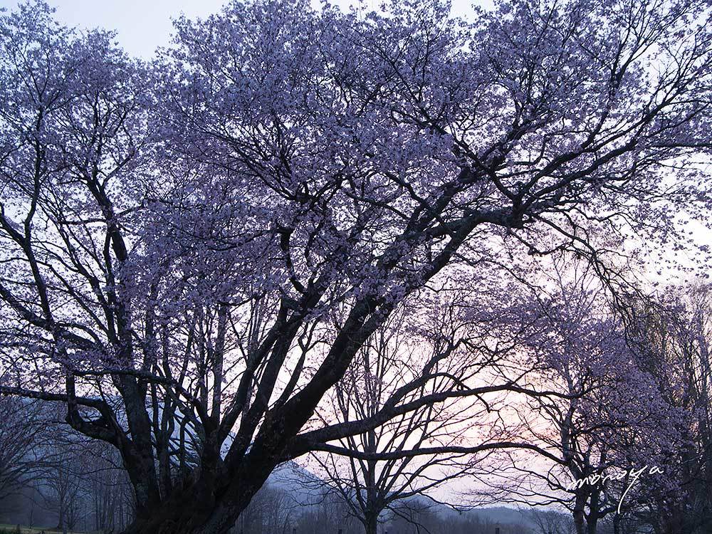 戸隠五地蔵桜(オオヤマザクラ)_c0085877_06331806.jpg