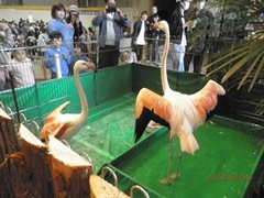 “やさしくいっしょに遊ぼう！ふれあい動物園”にて。_b0080882_20013798.jpg