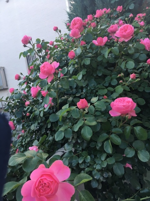 a0129492_23270713.jpeg