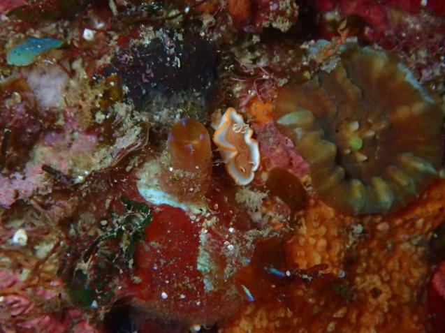 e0115199_17253101.jpg