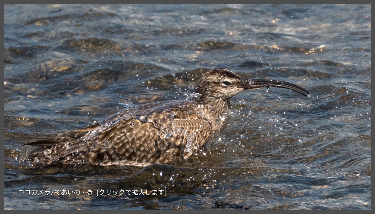 写真日記・キョウジョシギ・ササゴイなど・2018.5.4-②_c0336400_20545263.jpg