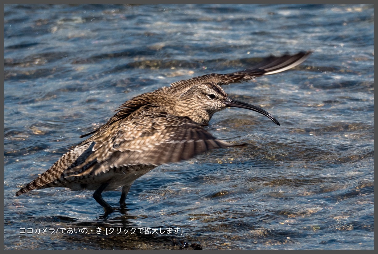 写真日記・キョウジョシギ・ササゴイなど・2018.5.4-②_c0336400_20555662.jpg