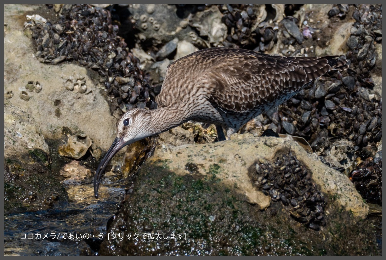 写真日記・キョウジョシギ・ササゴイなど・2018.5.4-②_c0336400_21062482.jpg