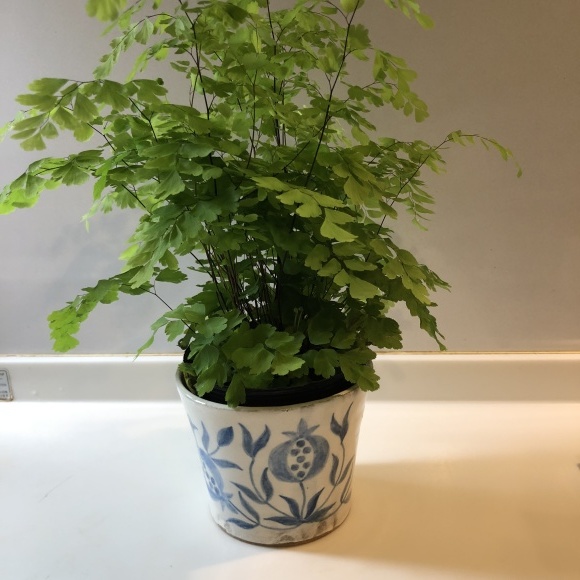 建物 迷信 医療の 土鍋土 植木鉢 Chichibuno Soba Com 建物 迷信 医療の 土鍋土 植木鉢 Chichibuno Soba Com