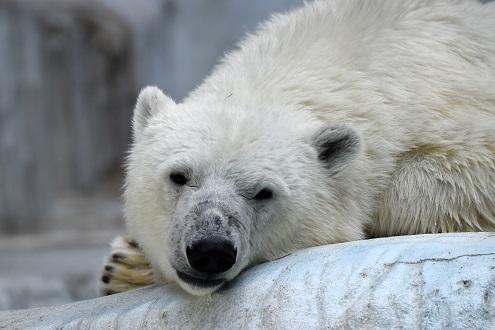 ロシア・バレンツ海のゼムリャフランツァヨシファでのホッキョクグマ生態調査 ~ 生息頭数に変化なし Polarbearology