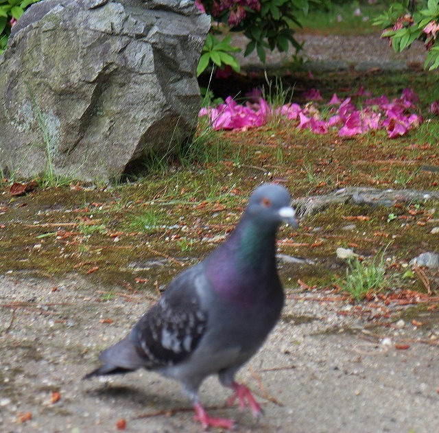 九華公園　つつじ満開！_a0198715_17241723.jpg