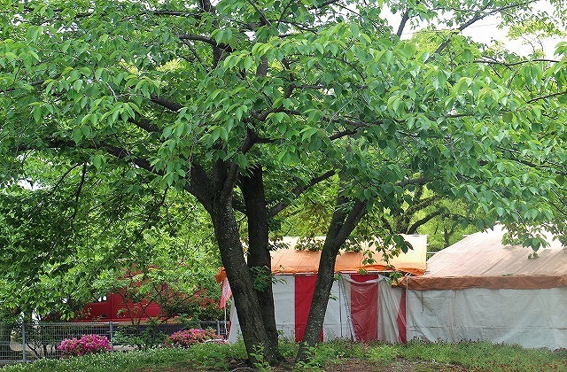 a0198715_17253454.jpg