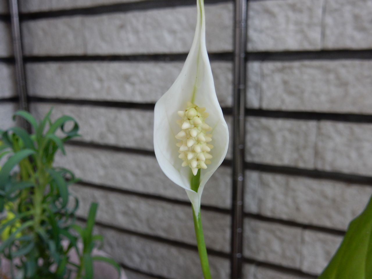 寒さの中のこどもの日_c0025115_22184774.jpg