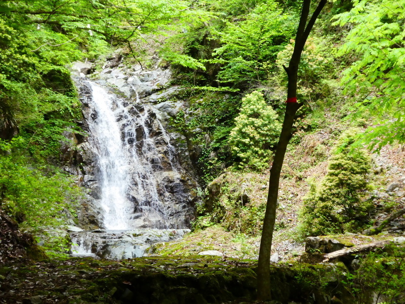 シャクナゲ咲く　修験業山・栗の木岳　  登頂 編_d0170615_11030107.jpg