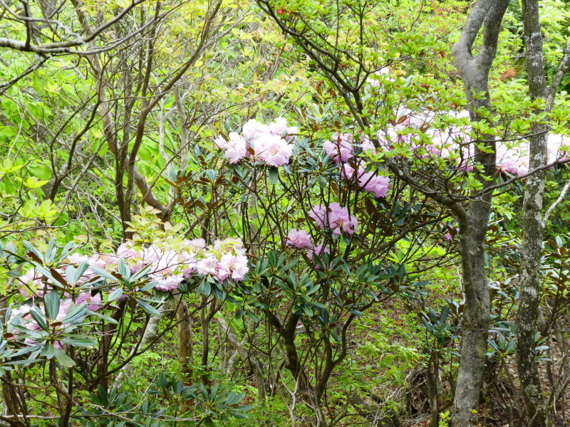 シャクナゲ咲く　修験業山・栗の木岳　  登頂 編_d0170615_11041056.jpg