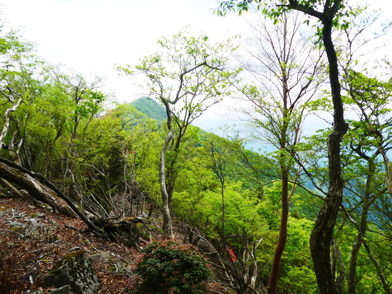 シャクナゲ咲く　修験業山・栗の木岳　  登頂 編_d0170615_11043284.jpg