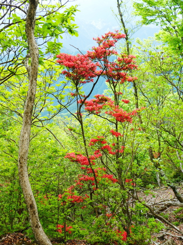 シャクナゲ咲く　修験業山・栗の木岳　  登頂 編_d0170615_11043860.jpg