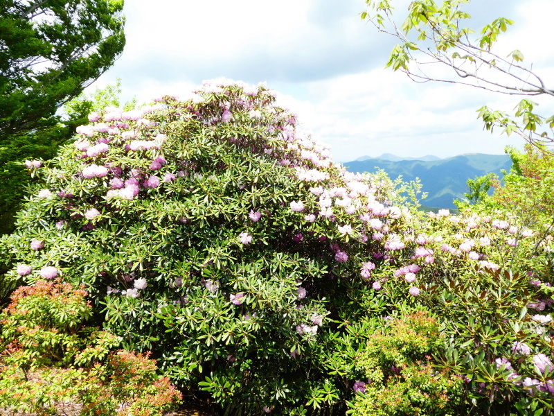 シャクナゲ咲く　修験業山・栗の木岳　  登頂 編_d0170615_11050581.jpg