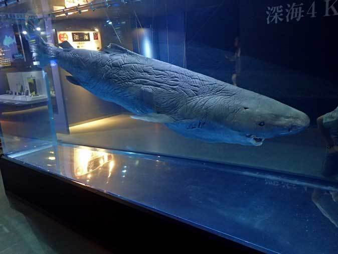 淡い アジア フォーラム オンデンザメ 水族館 Naize Jp