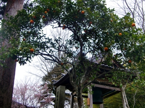 王楽寺（宮崎県宮崎市）_c0219820_23353314.jpg