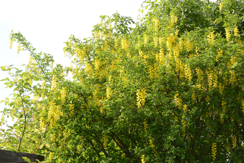 c0107129_03310190.jpg