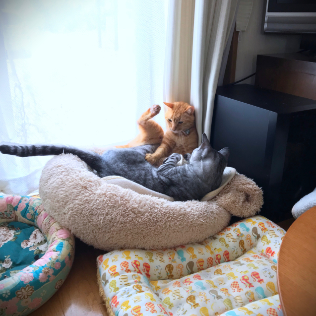 脱走防止柵を考え直す。_d0355333_18590862.jpg