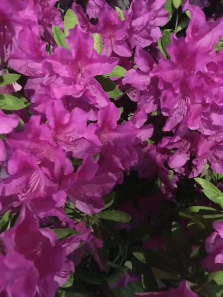 e0025433_01164594.gif
