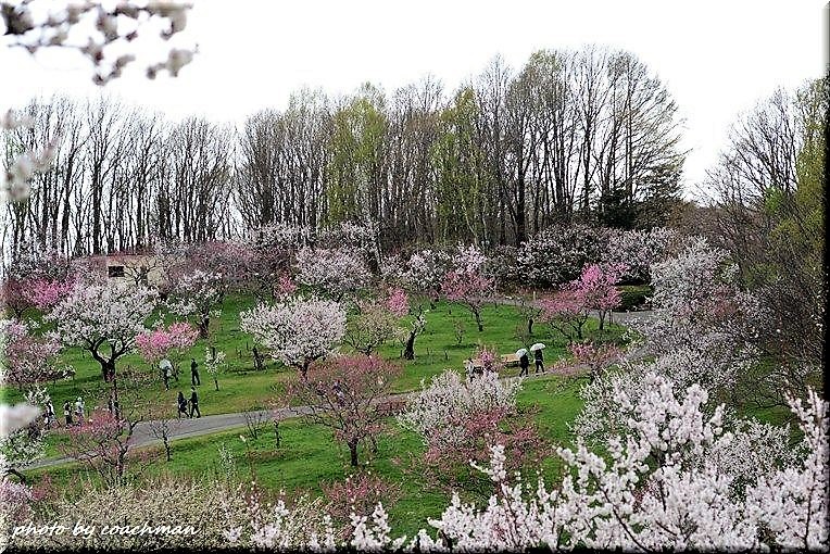 平岡梅林公園 1 北海道photo一撮り旅 平岡梅林公園 1 北海道photo一撮り旅