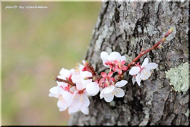 平岡梅林公園 1 北海道photo一撮り旅 平岡梅林公園 1 北海道photo一撮り旅