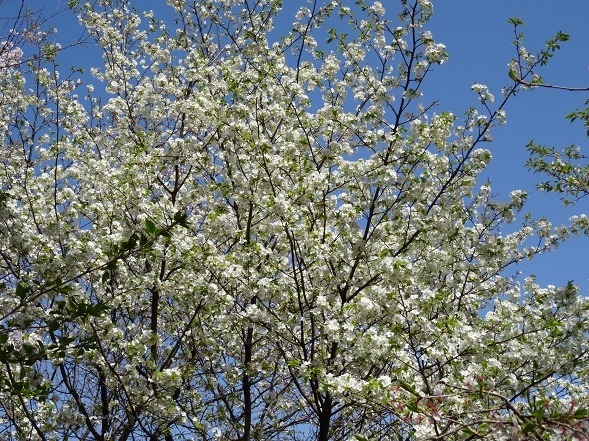 b0299042_22241789.jpg