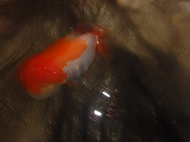 f0334143_7453580.jpg