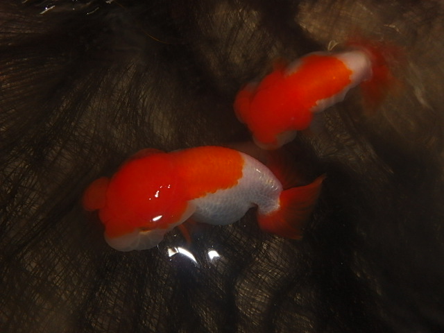 f0334143_7454713.jpg