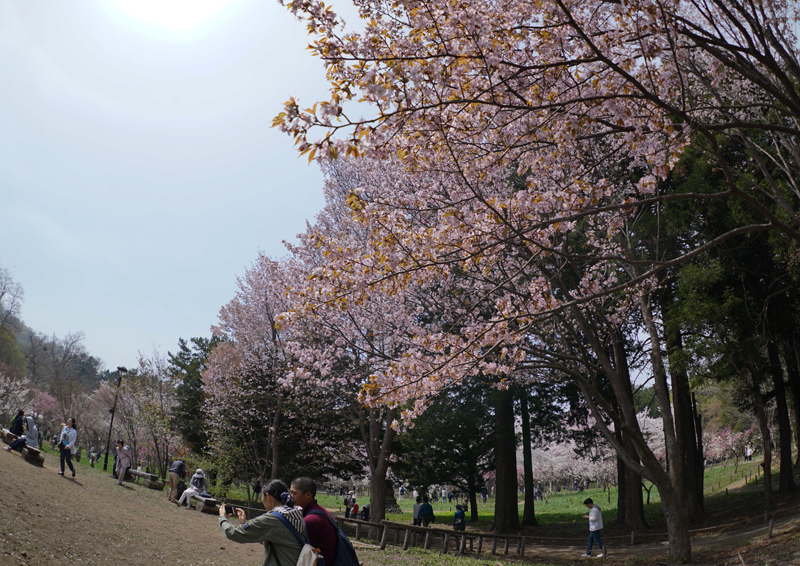 2018\'　　桜　・　梅（円山公園）_a0112747_09230567.jpg