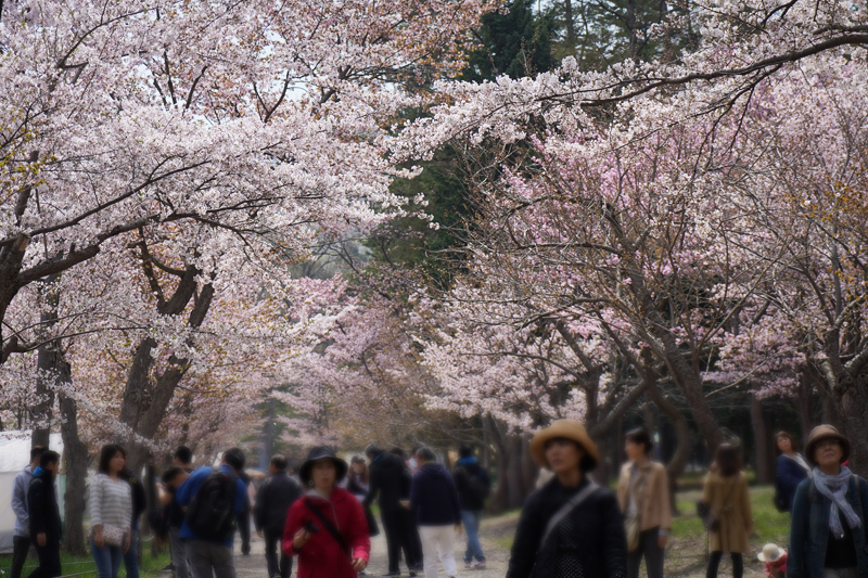 2018\'　　桜　・　梅（円山公園）_a0112747_09232524.jpg