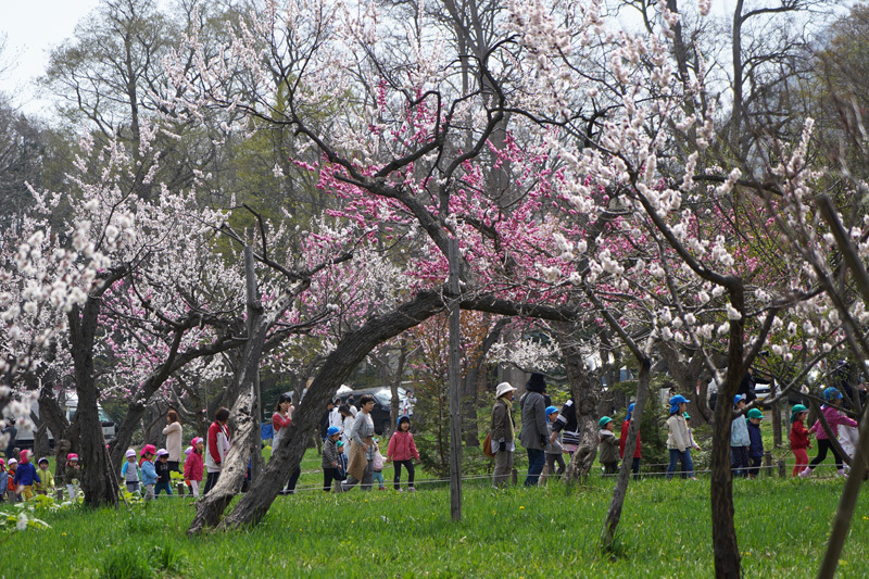 2018\'　　桜　・　梅（円山公園）_a0112747_09232827.jpg