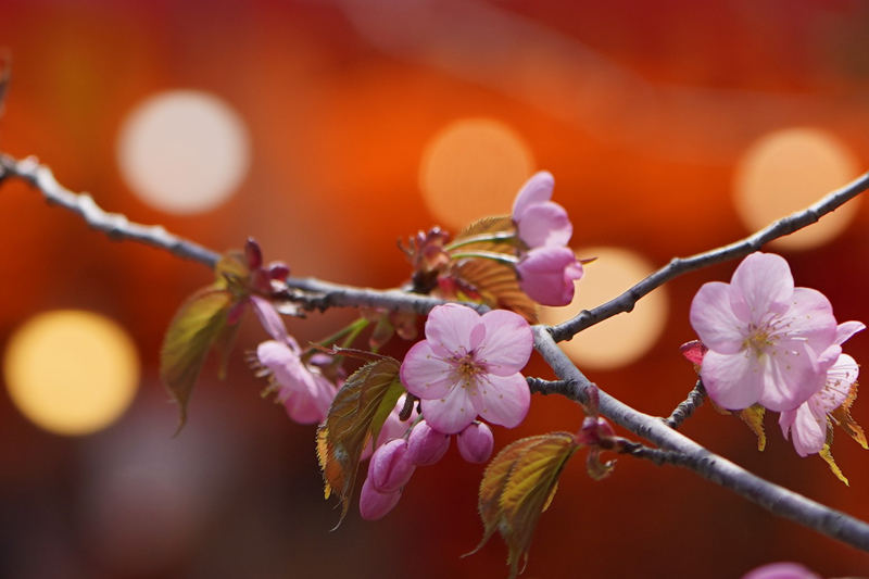 2018\'　　桜　・　梅（円山公園）_a0112747_09233045.jpg